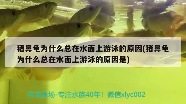 豬鼻龜喂食器：豬鼻龜怎么喂食