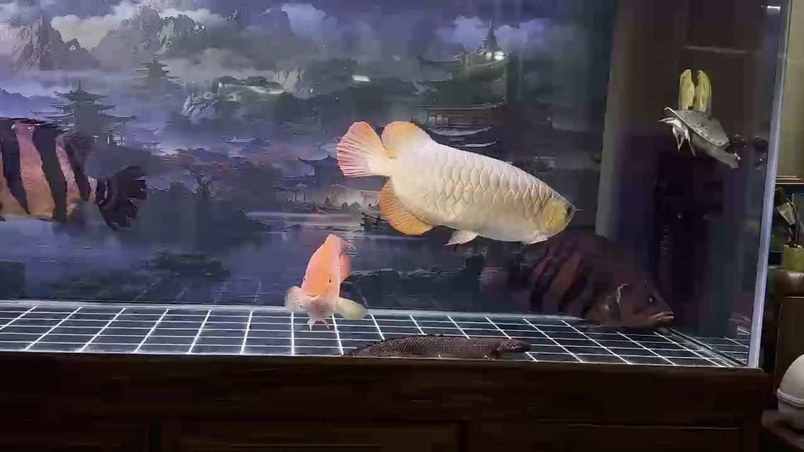 五歲了