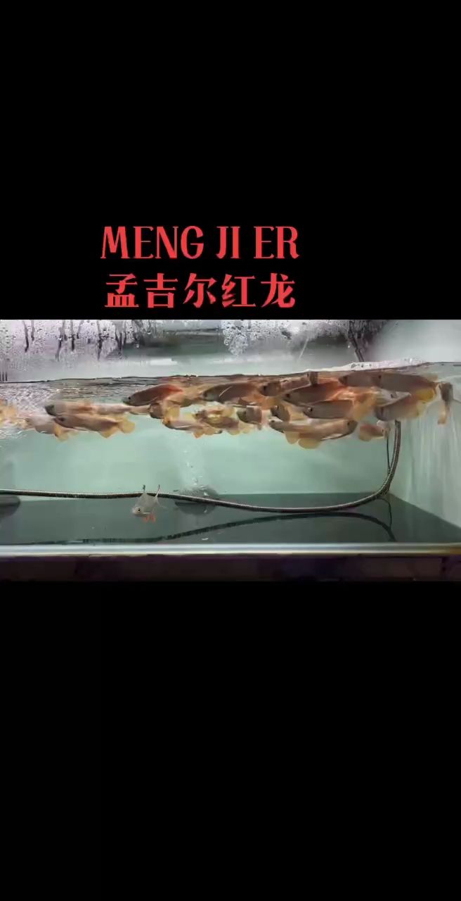 孟吉爾紅龍 將40年的老品牌