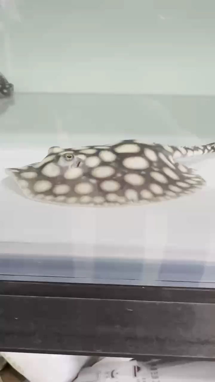 三個月小母魚