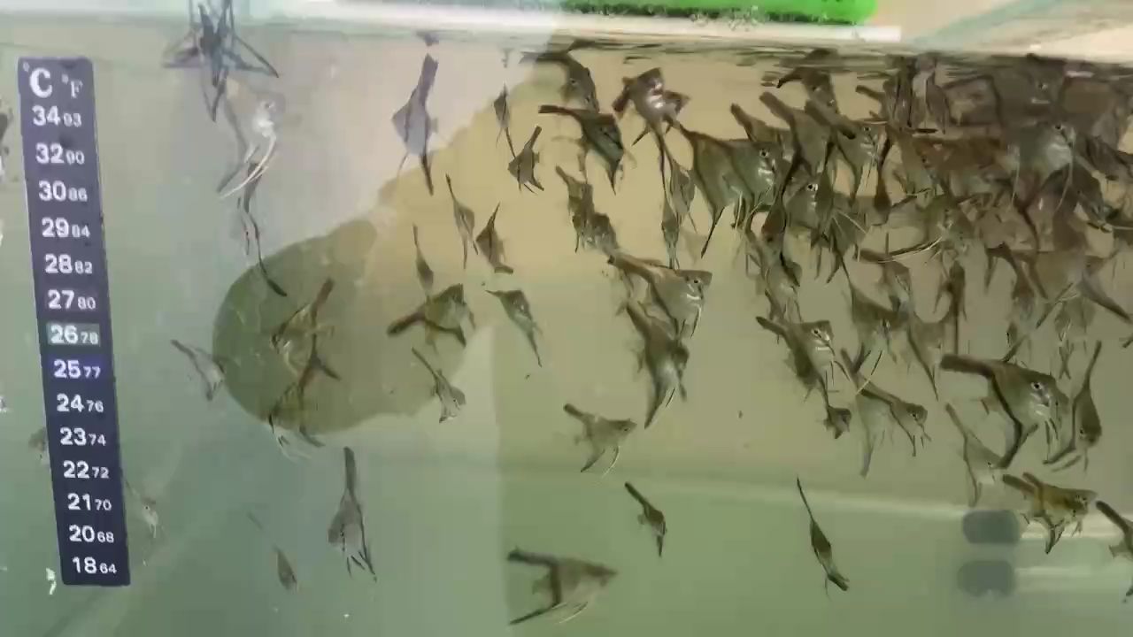 紅背埃及