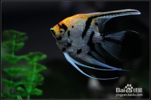 龍魚外寄用藥量是多少vs祥龍魚場：龍魚外寄用藥量是多少vs祥龍魚場藥品評價龍魚外寄預防措施 龍魚外寄用藥量是多少vs祥龍魚場：龍魚外寄用藥量是多少vs祥龍魚場藥品評價龍魚外寄預防措施 vs祥龍魚場 第3張
