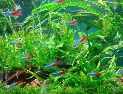花草觀賞魚怎么養活（養殖花草觀賞魚的注意事項）