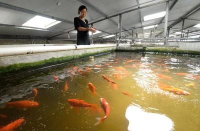 花草觀賞魚怎么養活（養殖花草觀賞魚的注意事項）