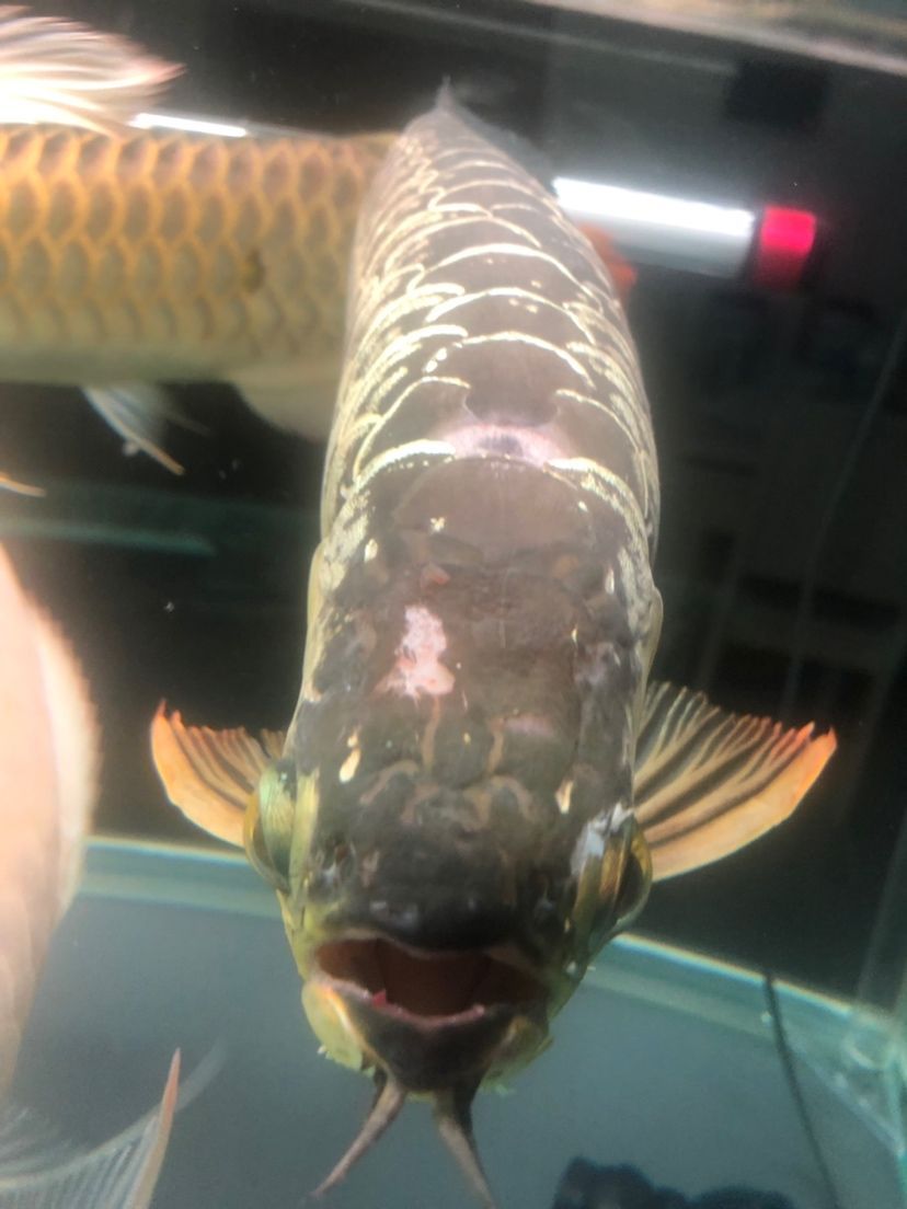 創海魚缸怎么安裝電池 海水魚缸安裝視頻 創海魚缸怎么安裝電池 海水魚缸安裝視頻 廣州孟吉爾