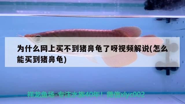 為什么網上買不到豬鼻龜了呀視頻解說(怎么能買到豬鼻龜)