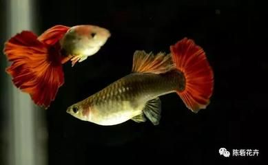 紅尾皇冠魚的寓意，紅尾皇冠魚有什么寓意