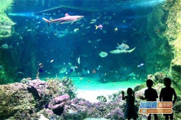 水族館加盟店賺錢嗎知乎怎么樣：水族館加盟店是否值得投資，水族館特色項(xiàng)目案例分享