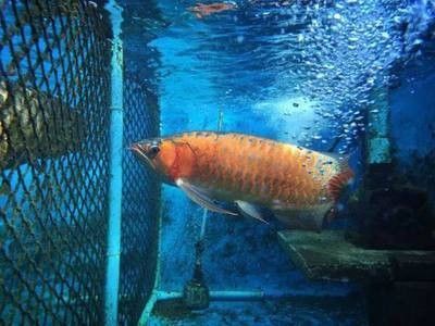 龍魚的飼養環境及背景顏色是什么樣的呢