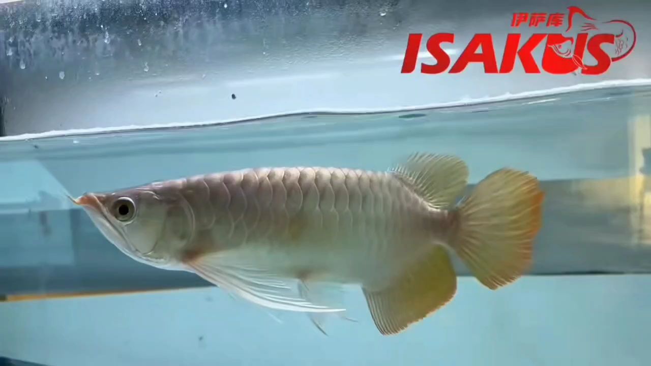 優(yōu)秀個(gè)體