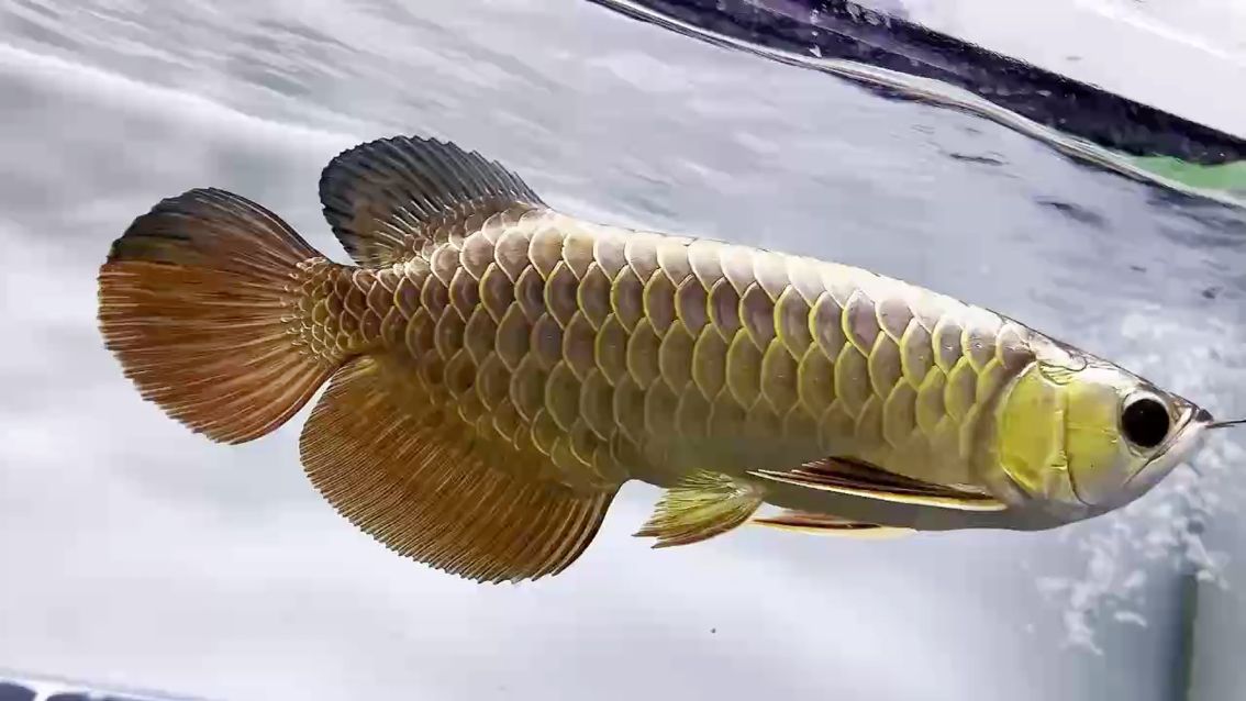 油亮底