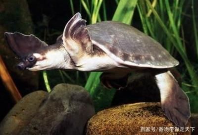 豬鼻龜瀕危原因是什么：豬鼻龜為什么不讓賣