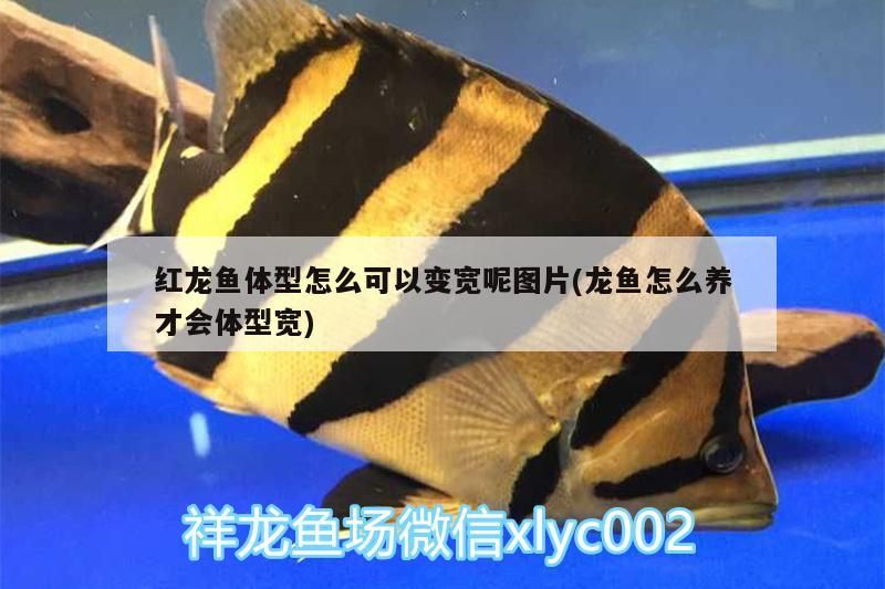 紅龍魚體型怎么可以變寬呢圖片(龍魚怎么養(yǎng)才會(huì)體型寬)