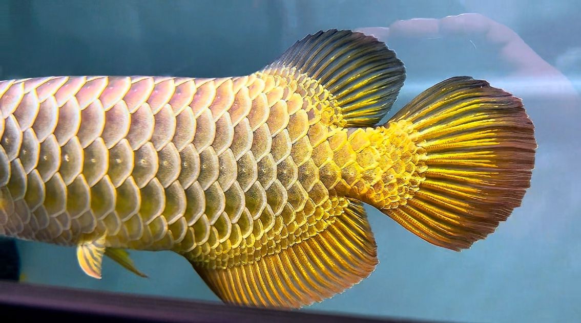 這金質？ 這金質？ 龍魚論壇 第1張