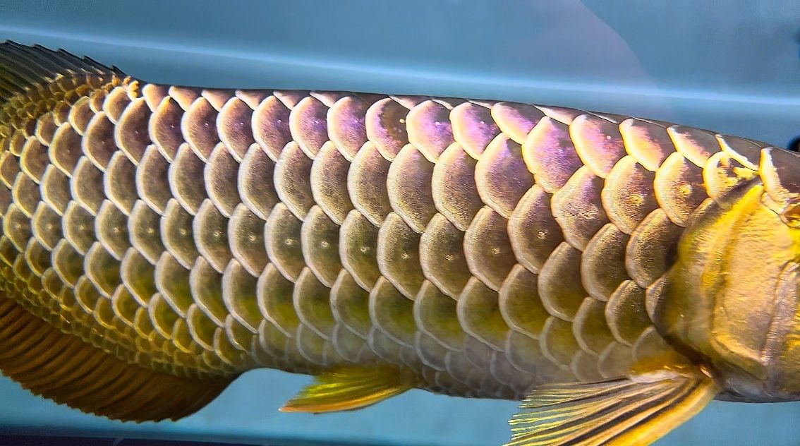 這金質？ 這金質？ 龍魚論壇 第2張