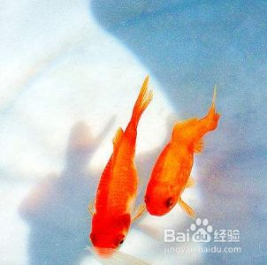 喂金龍魚的草金怎么消毒：喂金龍魚的草金怎么消毒，草金消毒前后應(yīng)如何處理 喂金龍魚的草金怎么消毒：喂金龍魚的草金怎么消毒，草金消毒前后應(yīng)如何處理 金龍魚百科 第4張