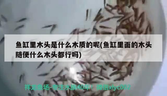 魚缸里木頭是什么木質的呢(魚缸里面的木頭隨便什么木頭都行嗎)