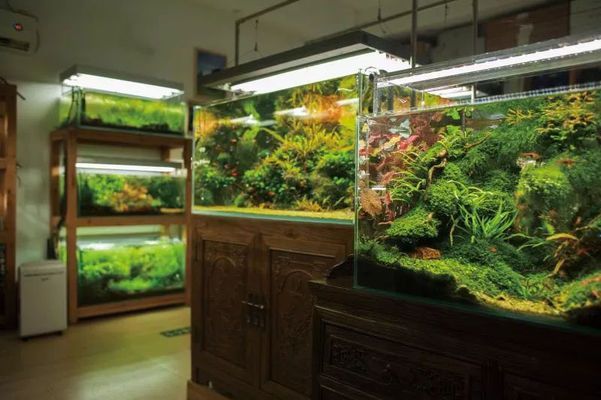 水族館經(jīng)營(yíng)模式分析：水族館的經(jīng)營(yíng)建設(shè)