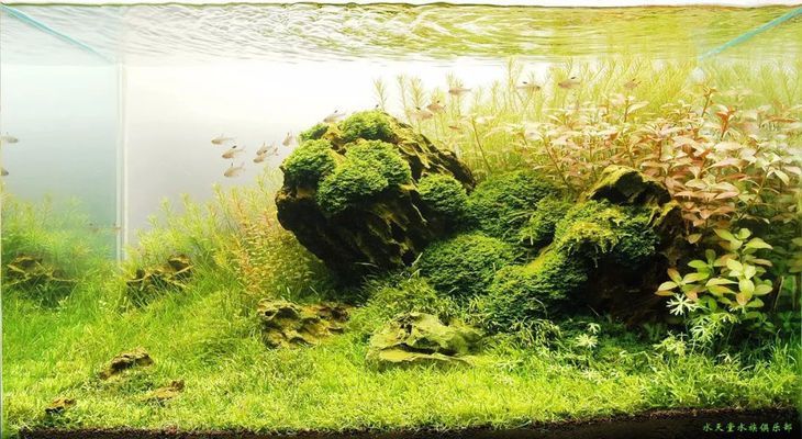 除了這三種魚，還有哪些魚不適合與龍魚混養？（哪些魚不適合與龍魚混養？）