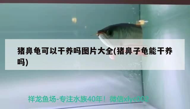 豬鼻龜可以干養嗎圖片大全(豬鼻子龜能干養嗎) 豬鼻龜可以干養嗎圖片大全(豬鼻子龜能干養嗎) 豬鼻龜百科
