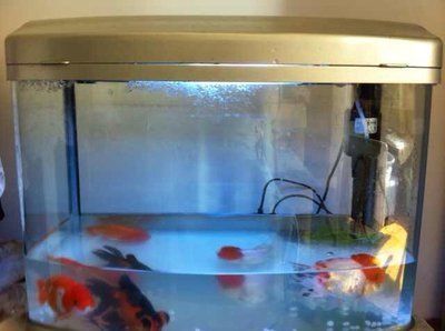 60長的魚缸適合養(yǎng)什么魚：60厘米的魚缸適合養(yǎng)什么樣的魚？