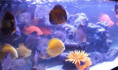 水族館景點（上海海洋水族館） 水族館景點（上海海洋水族館） 水族館百科（水族館加盟） 第1張