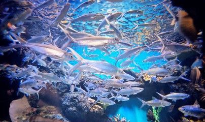 水族館景點（上海海洋水族館） 水族館景點（上海海洋水族館） 水族館百科（水族館加盟） 第4張