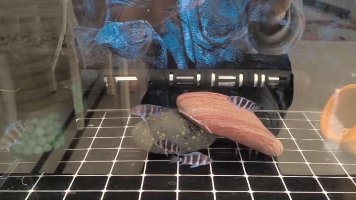 簡單就好 簡單就好 龍魚論壇
