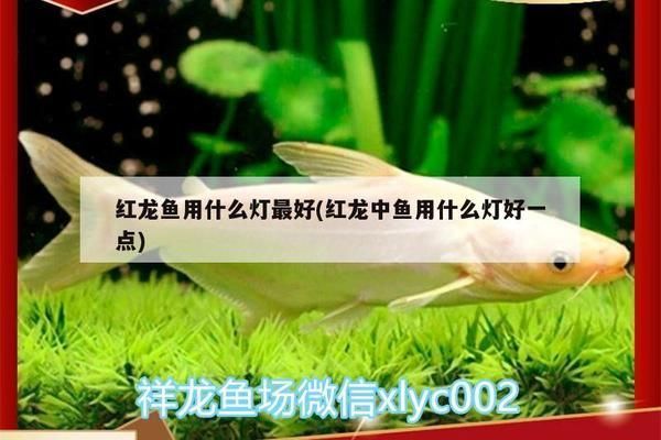 最好的紅龍魚(yú)專用燈具是什么：紅龍魚(yú)專用燈具品牌排行