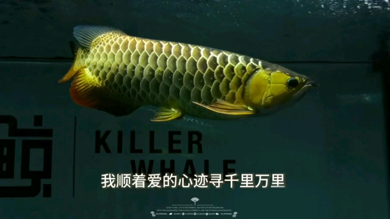 目測60+