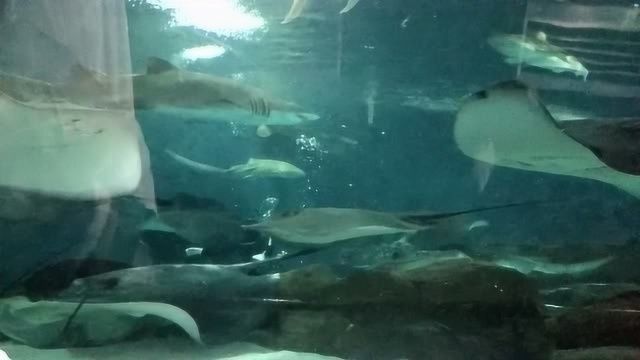 水族館的魚(yú)為什么不互相吃（水族館如何控制魚(yú)類(lèi)飲食）
