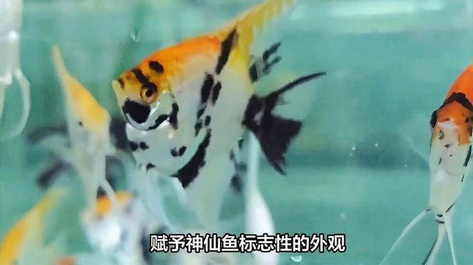 水族館適合養什么魚類：斗魚的種類 水族館適合養什么魚類：斗魚的種類 水族館百科（水族館加盟） 第4張