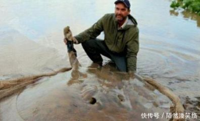 魟魚淡水能養嗎有毒嗎視頻：淡水魟魚可以飼養嗎，魟魚淡水能養嗎有毒嗎 魟魚淡水能養嗎有毒嗎視頻：淡水魟魚可以飼養嗎，魟魚淡水能養嗎有毒嗎 魟魚百科 第2張