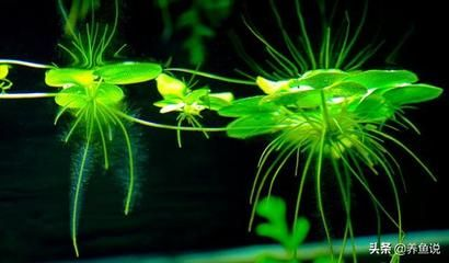 吃浮萍的觀賞魚有哪些好處呢（觀賞魚吃浮萍有哪些好處？）