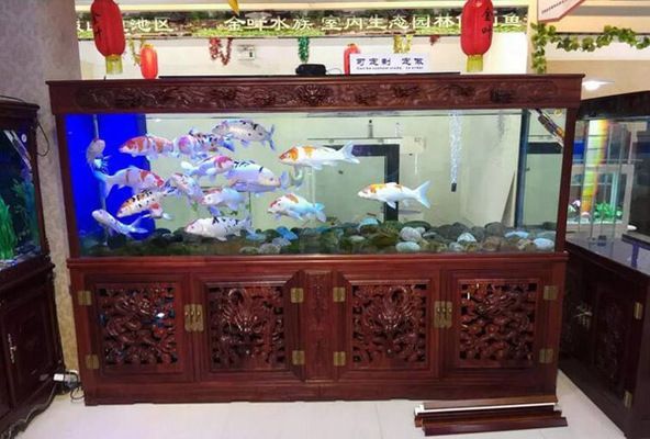 水族館加盟店有哪些品牌名稱和地址（水族館加盟優勢分析）