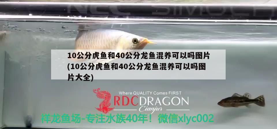 魚缸有水垢好久沒用了怎么清理 魚缸里有水垢怎么去除