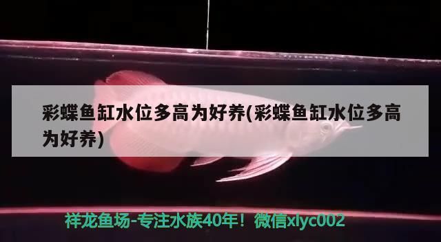 彩蝶魚缸水位多高為好養(彩蝶魚缸水位多高為好養)
