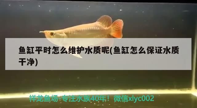 魚缸平時怎么維護水質(zhì)呢(魚缸怎么保證水質(zhì)干凈)