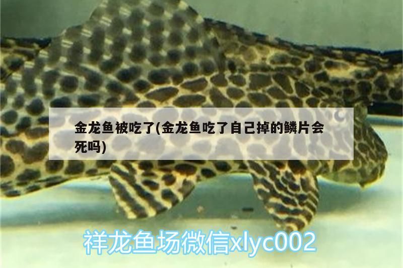 金龍魚被吃了(金龍魚吃了自己掉的鱗片會死嗎)