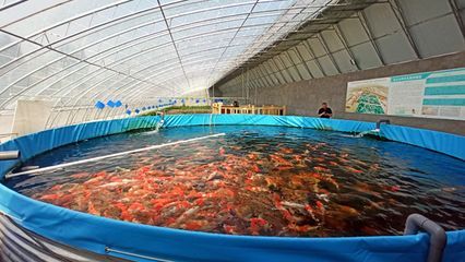8080魚(yú)缸上下水：80
