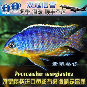 詳細(xì)閱讀:觀賞魚可以空運(yùn)嗎(觀賞魚是可以空運(yùn)的,但需要注意以下幾點(diǎn)信息僅供參考) 觀賞魚可以空運(yùn)嗎(觀賞魚是可以空運(yùn)的,但需要注意以下幾點(diǎn)信息僅供參考)
