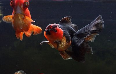 詳細(xì)閱讀:觀賞魚可以空運(yùn)嗎(觀賞魚是可以空運(yùn)的,但需要注意以下幾點(diǎn)信息僅供參考) 觀賞魚可以空運(yùn)嗎(觀賞魚是可以空運(yùn)的,但需要注意以下幾點(diǎn)信息僅供參考)