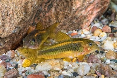 黃金貓魚繁殖水質(zhì)凈化方法(黃金貓魚的繁殖技巧) 黃金貓魚百科 第2張 黃金貓魚繁殖水質(zhì)凈化方法(黃金貓魚的繁殖技巧) 黃金貓魚繁殖水質(zhì)凈化方法(黃金貓魚的繁殖技巧) 黃金貓魚百科 第2張