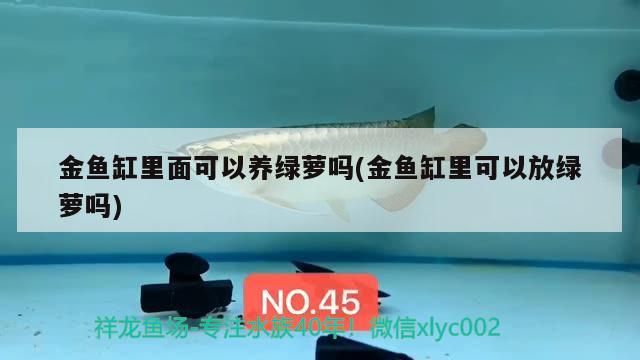 金魚缸里面可以養綠蘿嗎(金魚缸里可以放綠蘿嗎)