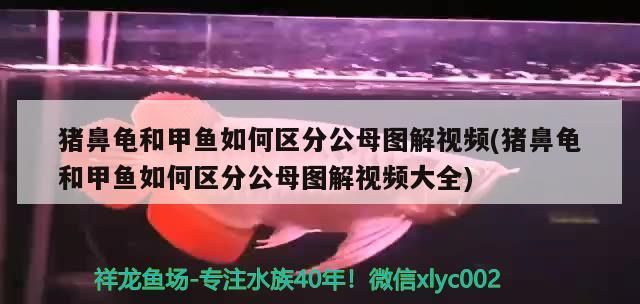 豬鼻龜和甲魚如何區分公母圖解視頻(豬鼻龜和甲魚如何區分公母圖解視頻大全)