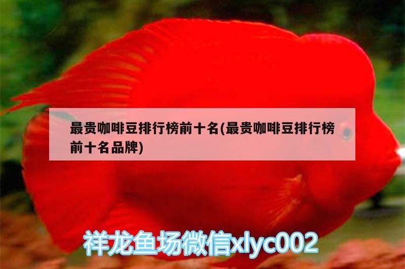 最貴咖啡豆排行榜前十名(最貴咖啡豆排行榜前十名品牌)