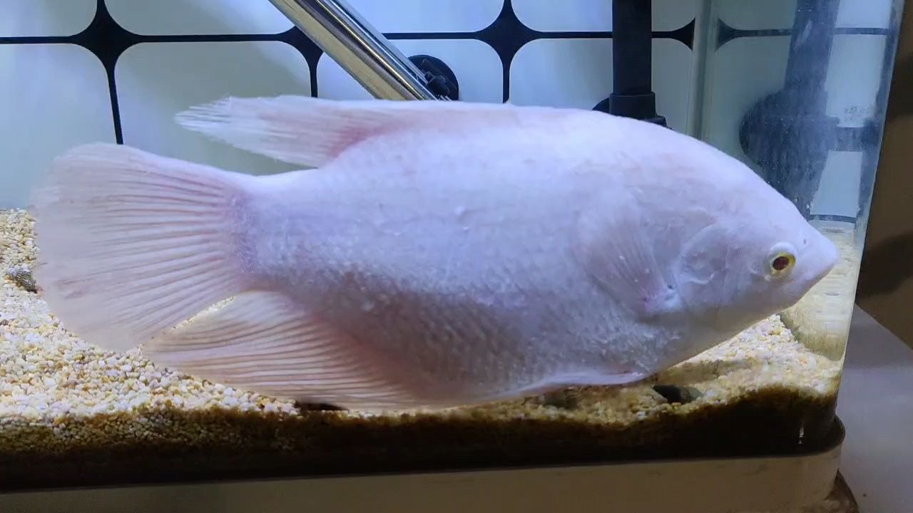 求助招財魚生病