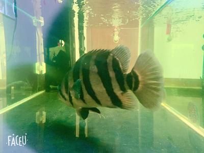 30公分虎魚需要多久：30公分虎魚需要多久成長30公分虎魚需要多久 30公分虎魚需要多久：30公分虎魚需要多久成長30公分虎魚需要多久 虎魚百科 第1張
