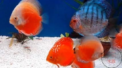 30公分虎魚需要多久：30公分虎魚需要多久成長30公分虎魚需要多久 30公分虎魚需要多久：30公分虎魚需要多久成長30公分虎魚需要多久 虎魚百科 第3張