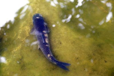 草魚觀賞魚是產(chǎn)卵還是產(chǎn)小魚（草魚和觀賞魚的繁殖方式） 草魚觀賞魚是產(chǎn)卵還是產(chǎn)小魚（草魚和觀賞魚的繁殖方式） 速倍妥 第1張